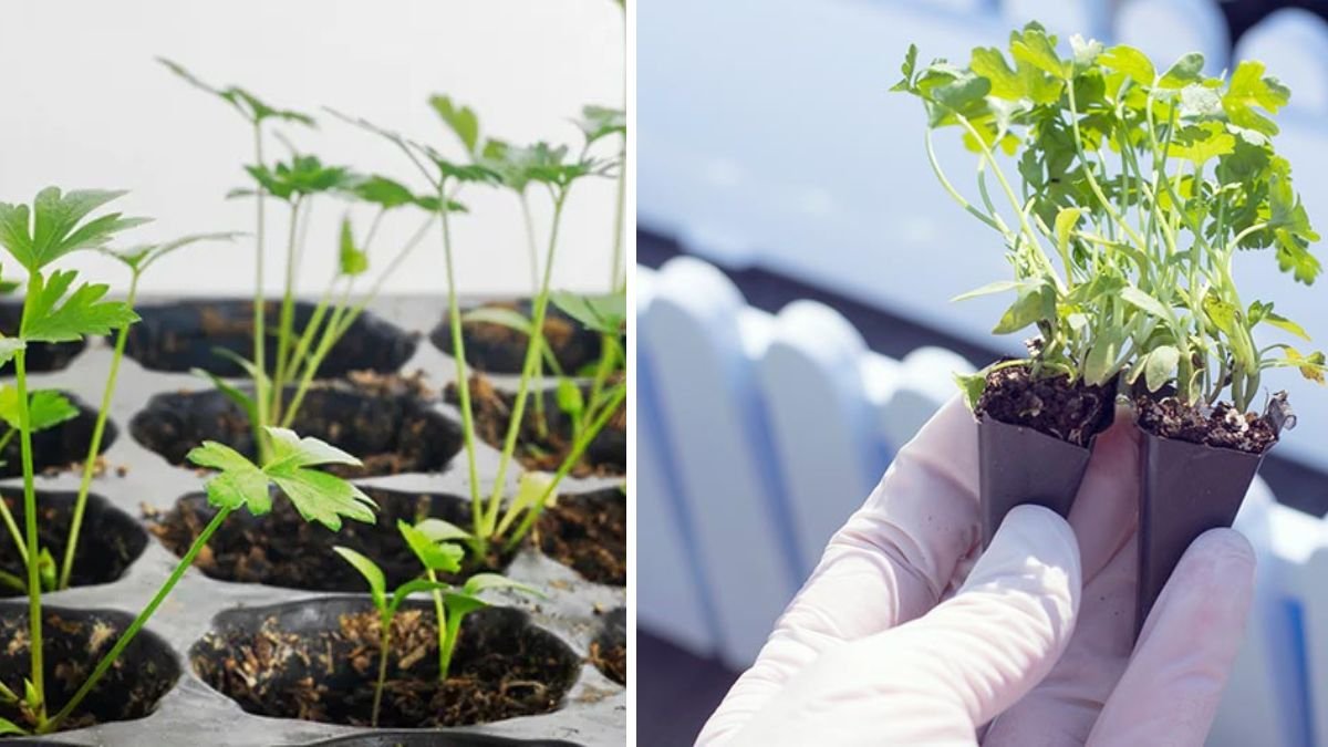 Simple Steps for Effortless Germination of Parsley Seeds at Home
