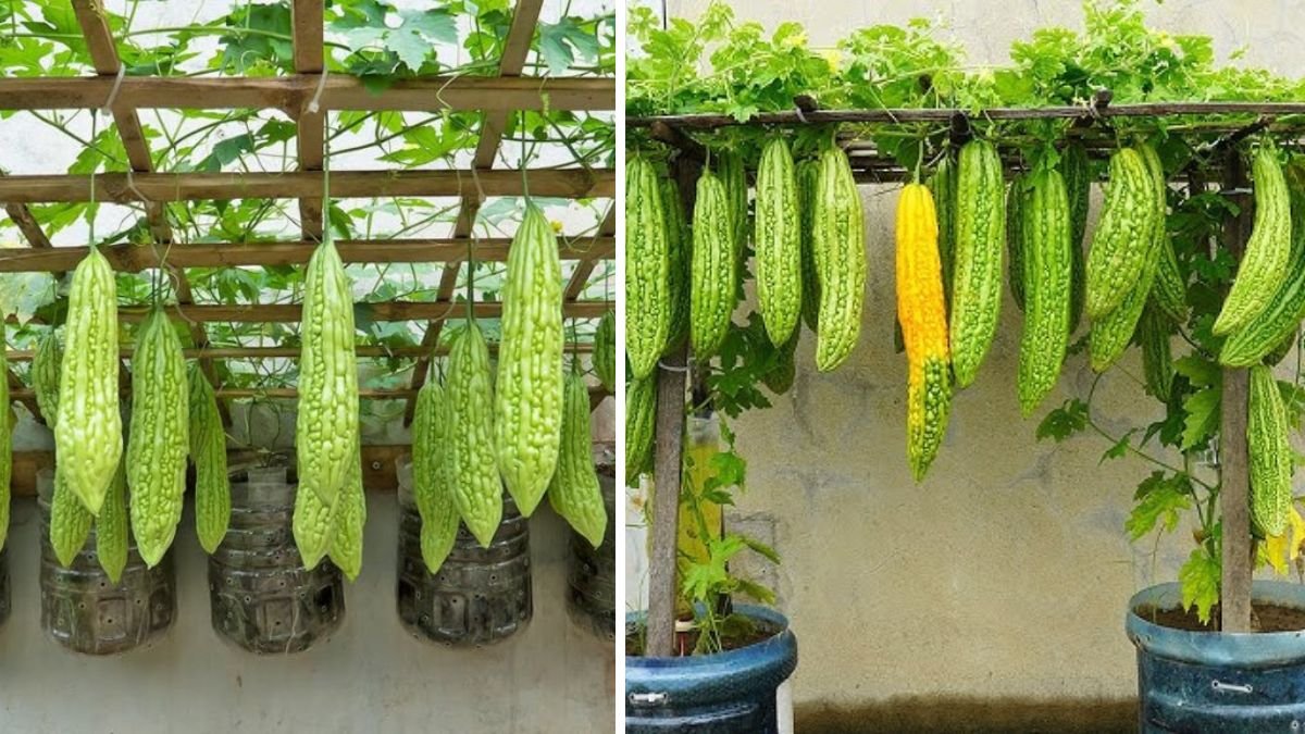 Best Method to Grow Karela Successfully While Preventing Flower Drop Naturally