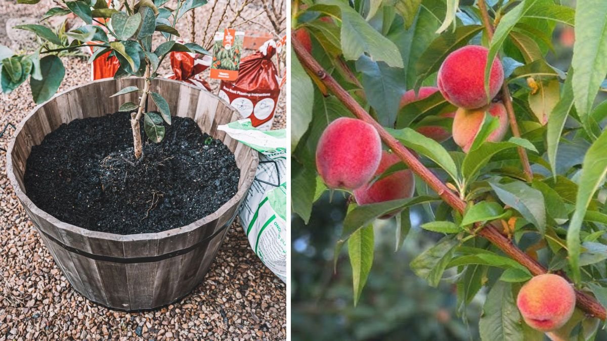 Easy Hack to Successfully Grow Nectarine Trees in Containers for Beginners