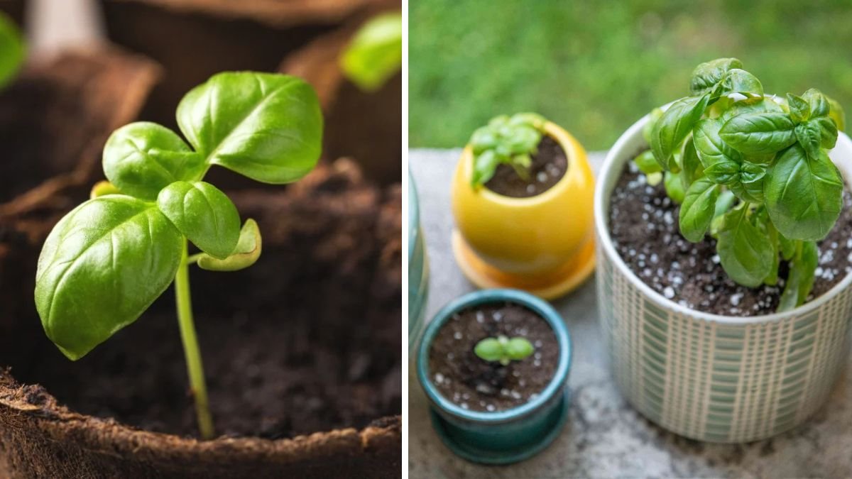 Easy Hacks for Thriving Basil in Small Pots That Anyone Can Try at Home