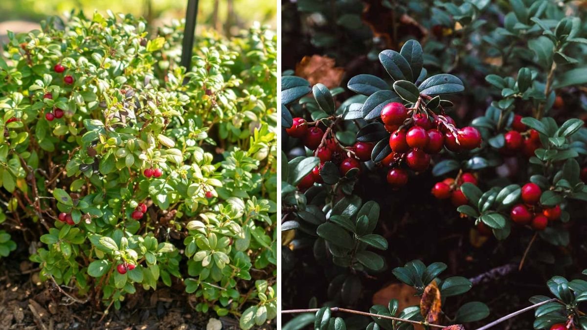Discover the Secrets to Accelerating Lingonberry Growth in Your Garden with Simple Techniques