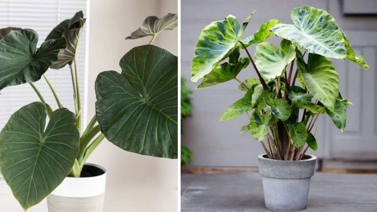 How to Grow Elephant Ear Plants for a Bold Leaf Landscape That Commands Attention
