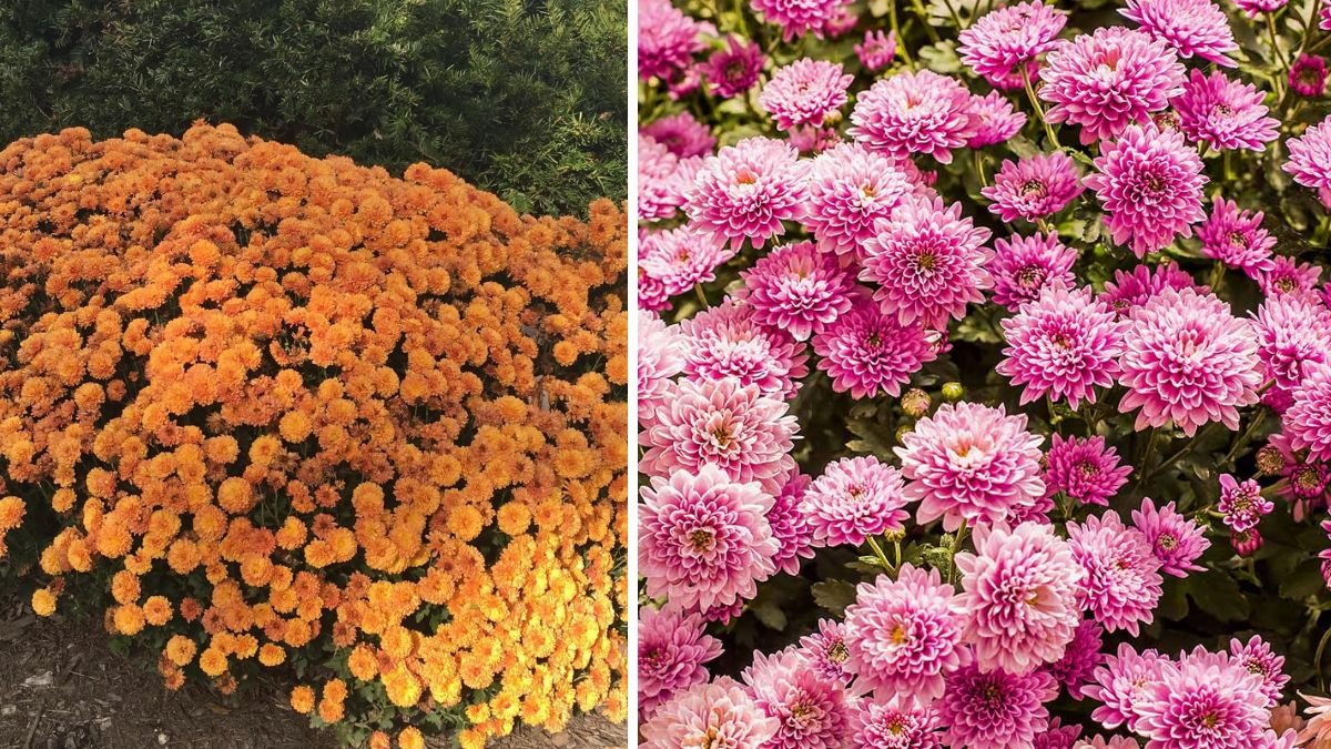 Easy Guide to Growing Chrysanthemum Bushy Plants for Beginners