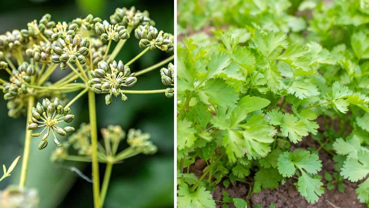 Easy Steps to Successfully Germinate Parsley Seeds in Your Garden for Fresh Culinary Use