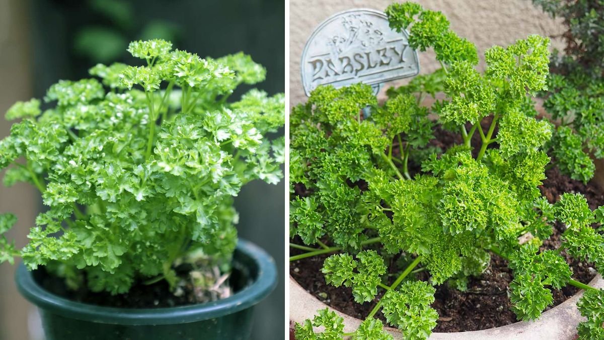 Easy Steps to Successfully Germinate Parsley Seeds in Your Garden for Fresh Culinary Use