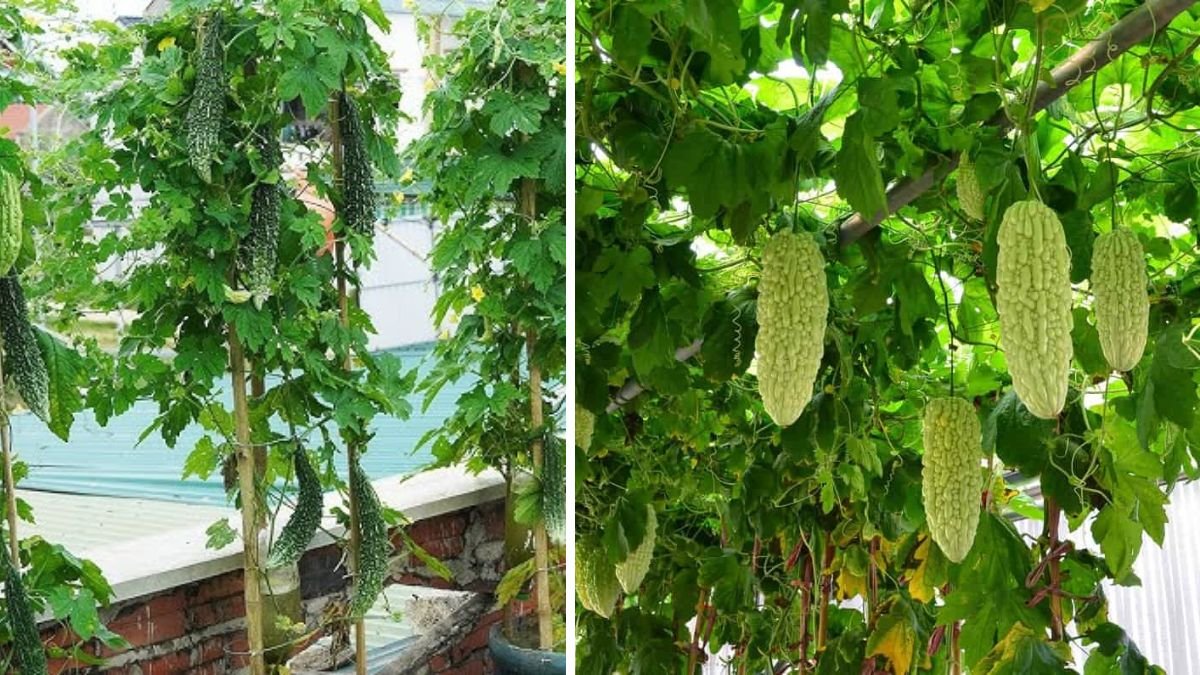 Simple Techniques for Growing High Yield Bitter Gourd in Your Backyard Garden