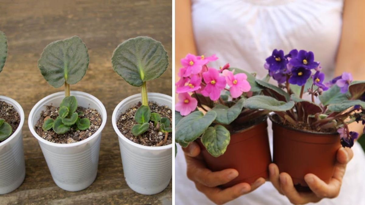 Simple Steps to Propagate African Violet from Leaf for Beginners