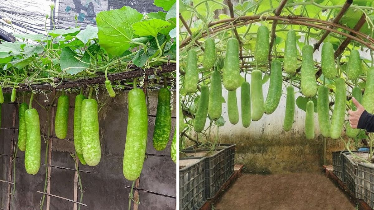 Ultimate Guide to Successfully Growing Lauki in Large Containers for Maximum Yield and Easy Harvesting