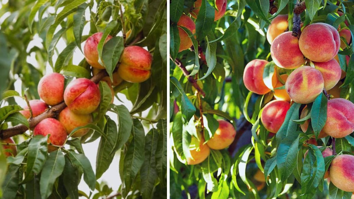 How to Successfully Grow Early Nectarine Varieties in Canada for a Bountiful Harvest