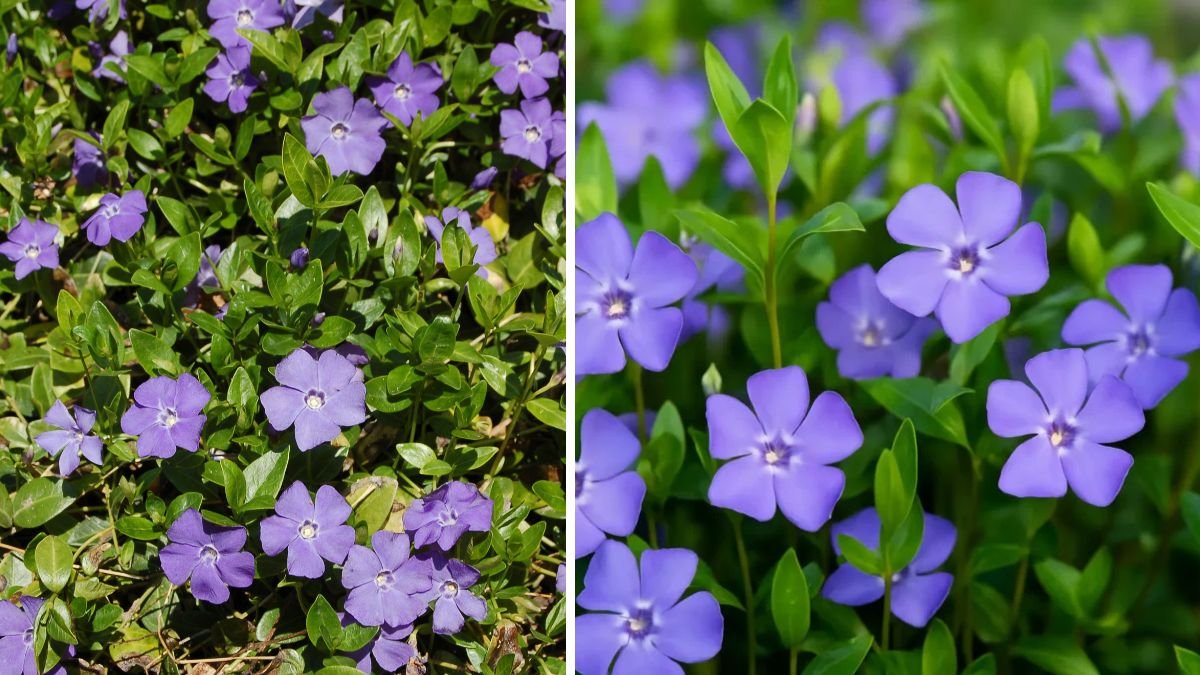 The Ultimate Guide to Growing Periwinkle Ground Cover for a Vibrant Garden