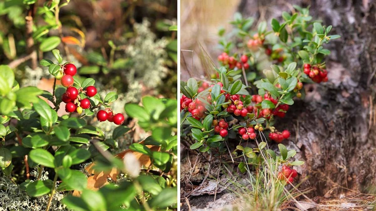 Essential Tips for Pruning Lingonberry Bushes for Optimal Growth