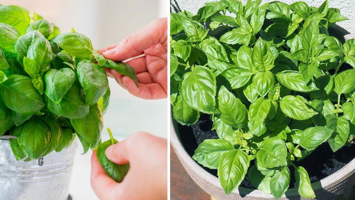 The Ultimate Guide to Growing Basil Without Flowering Techniques for Maximum Leaf Production