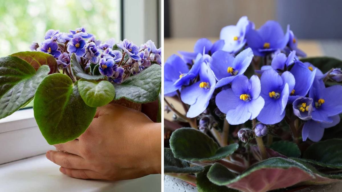 Comprehensive Guide to Successfully Cultivating African Violet Trailing Varieties for Beginners and Experts Alike