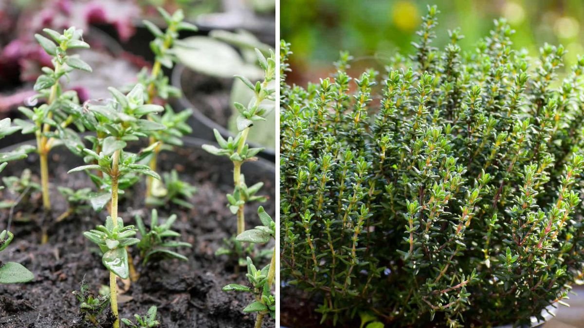 Simple Trick To Root Thyme Cuttings Easily Using Water Method