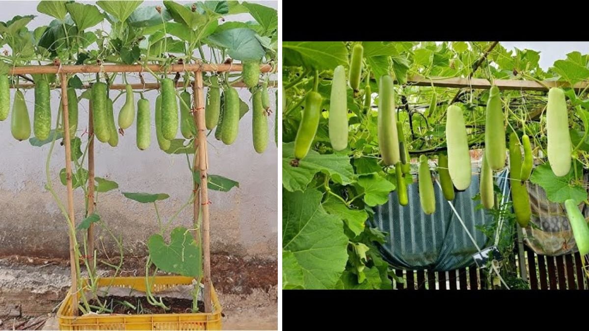 Easy Methods to Successfully Grow Compact Variety Bottle Gourd at Home