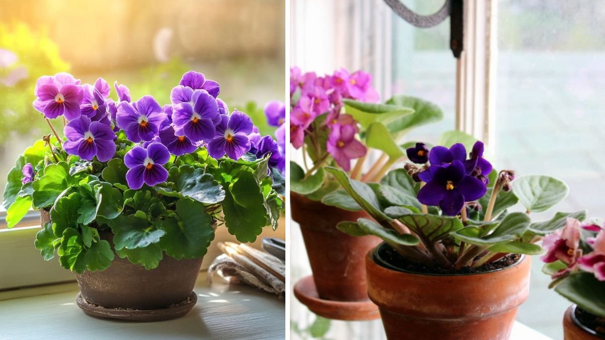 The Ultimate Guide to Understanding the Best Methods for Watering African Violets to Ensure Healthy Growth and Blooms