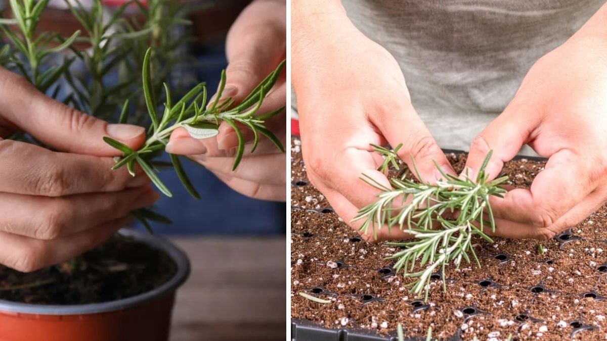 Step by Step Guide on How to Grow Rosemary From Softwood Cuttings for Beginners