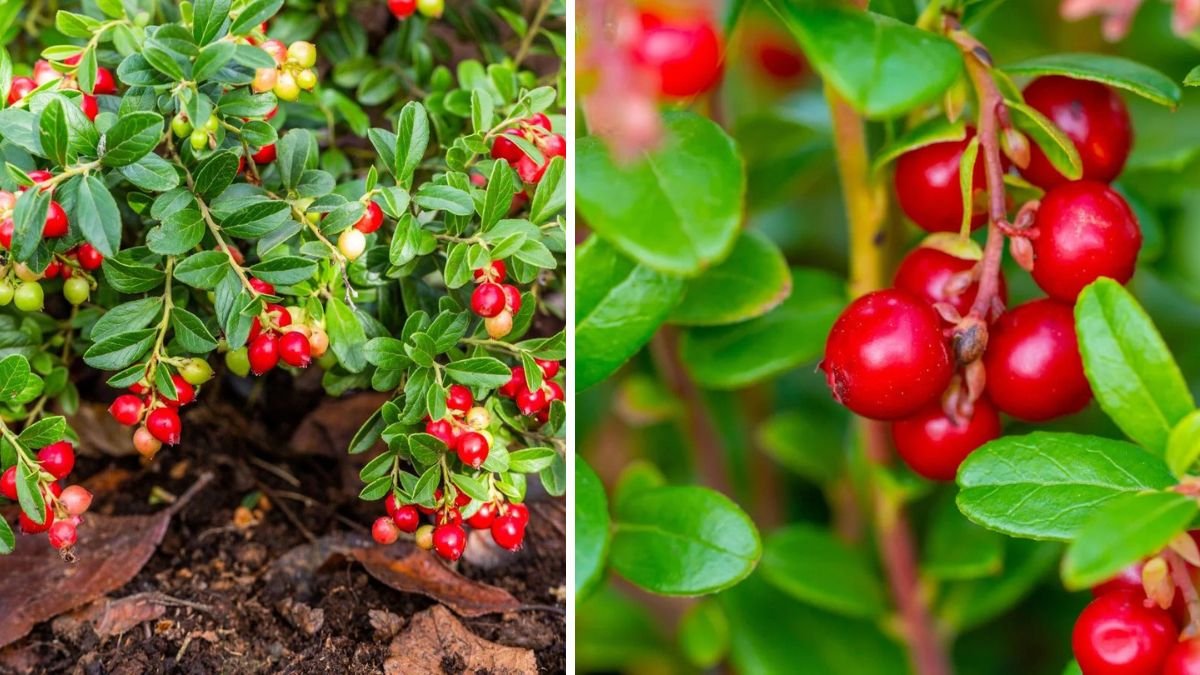 Comprehensive Guide to Successfully Growing Lingonberry Plants Indoors for Bright Flavorful Berries