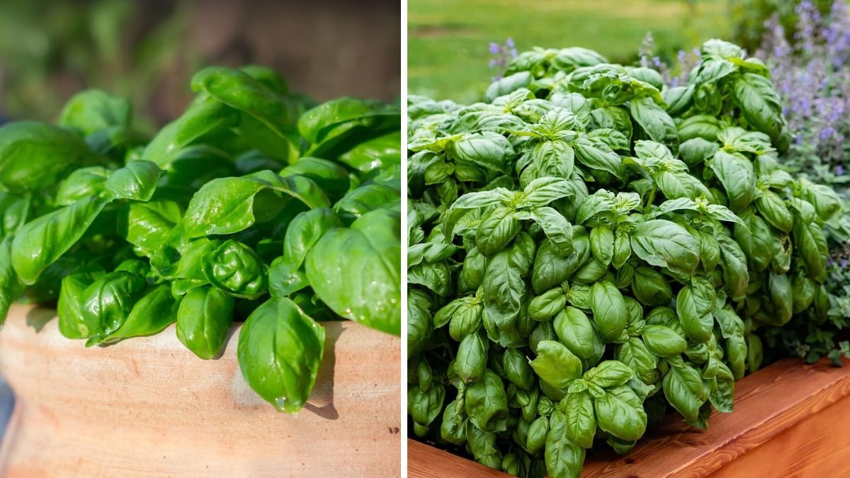 Easy Methods for Growing a Lush Bushy Basil Plant at Home