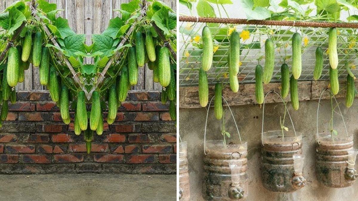 Turn Your Balcony Into a Fresh Cucumber Farm: The Simple Method for Big Harvests in Small Spaces