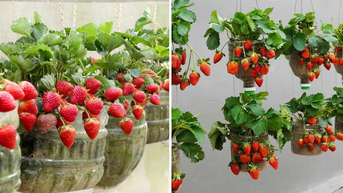 Grow Strawberries on Old Walls Using Plastic Bottles — Turn Your Space Into a Vertical Fruit Garden!