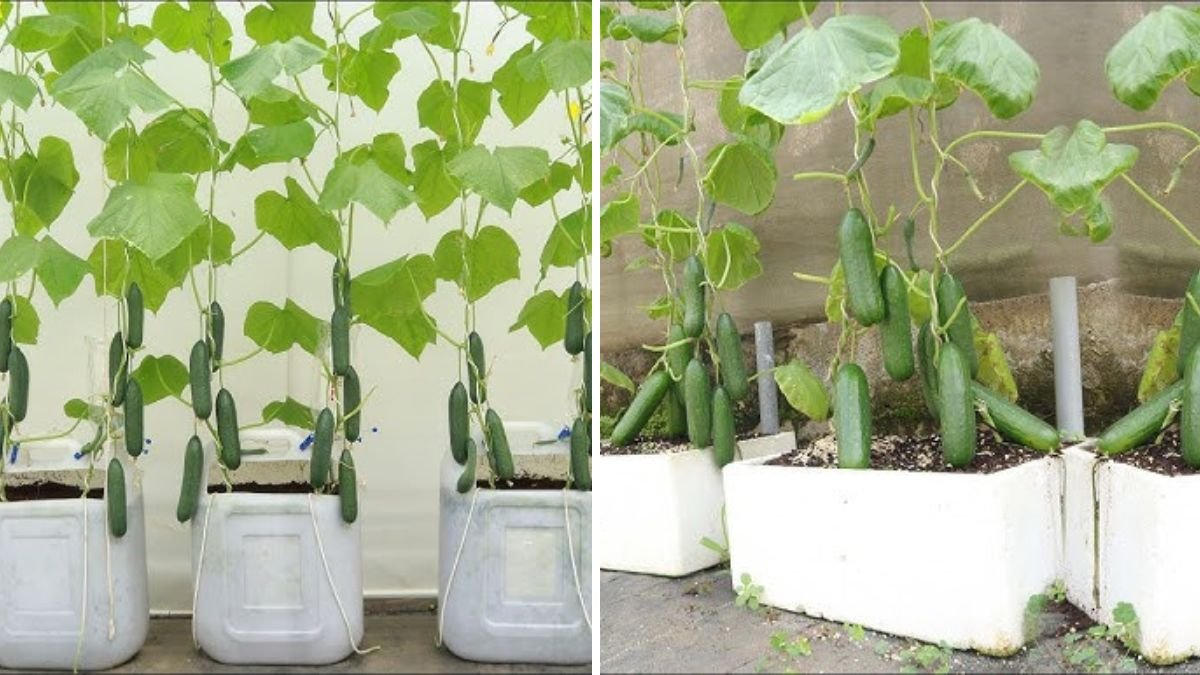 Grow Cucumbers in Plastic Cans — No Garden Needed to Turn Your Space Into a Fresh Veggie Paradise
