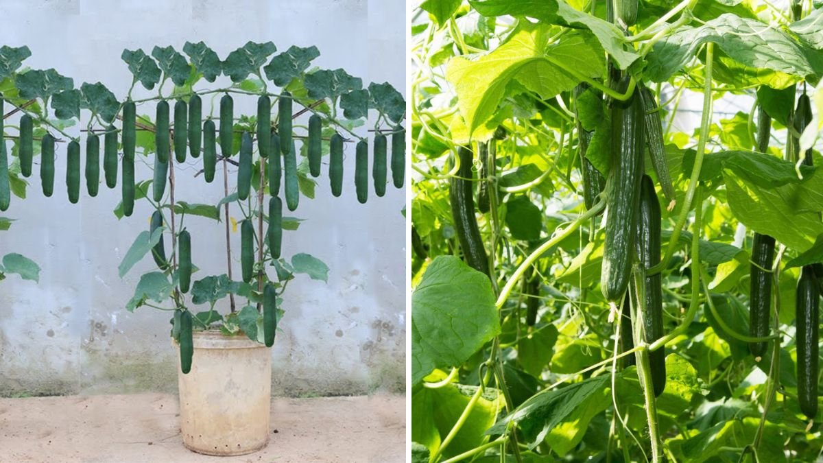 Grow Cucumbers in Plastic Tubs — No Garden Needed for a High-Yield Harvest!