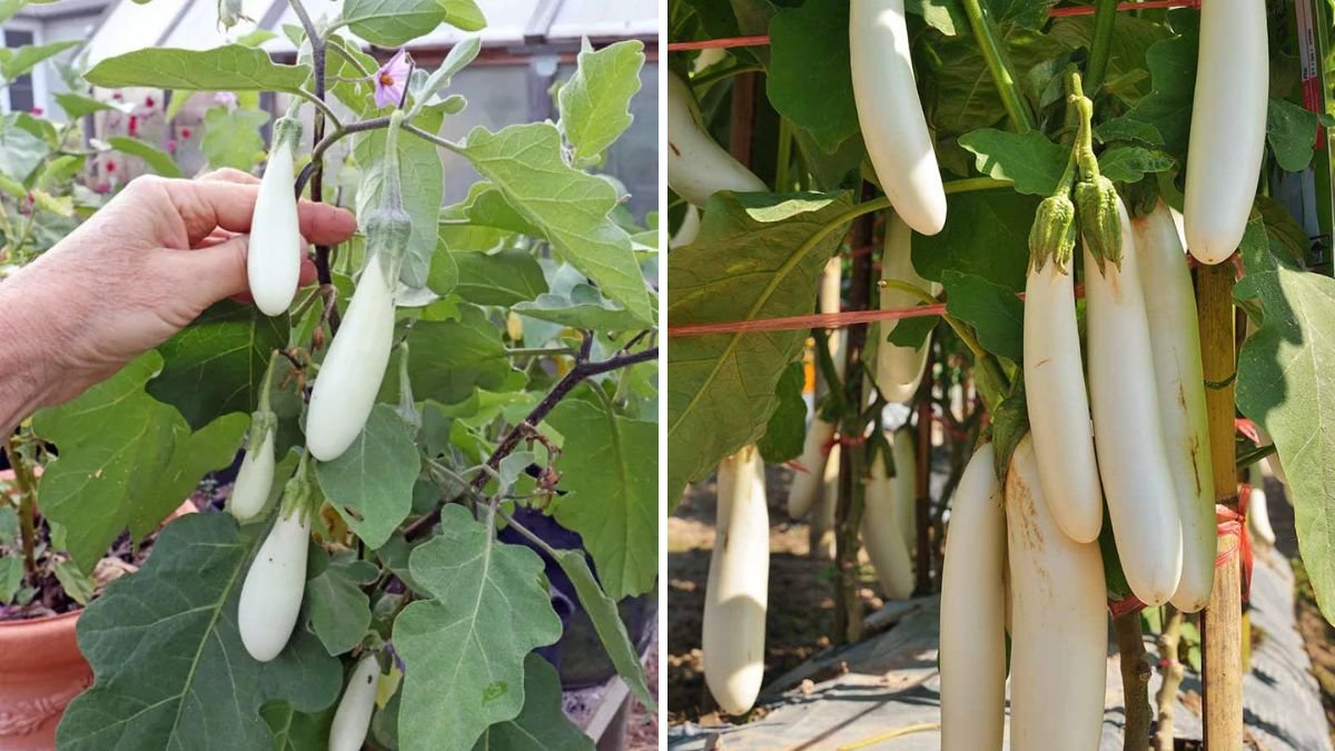 How to Grow White Eggplants — Round & High-Yield Harvest