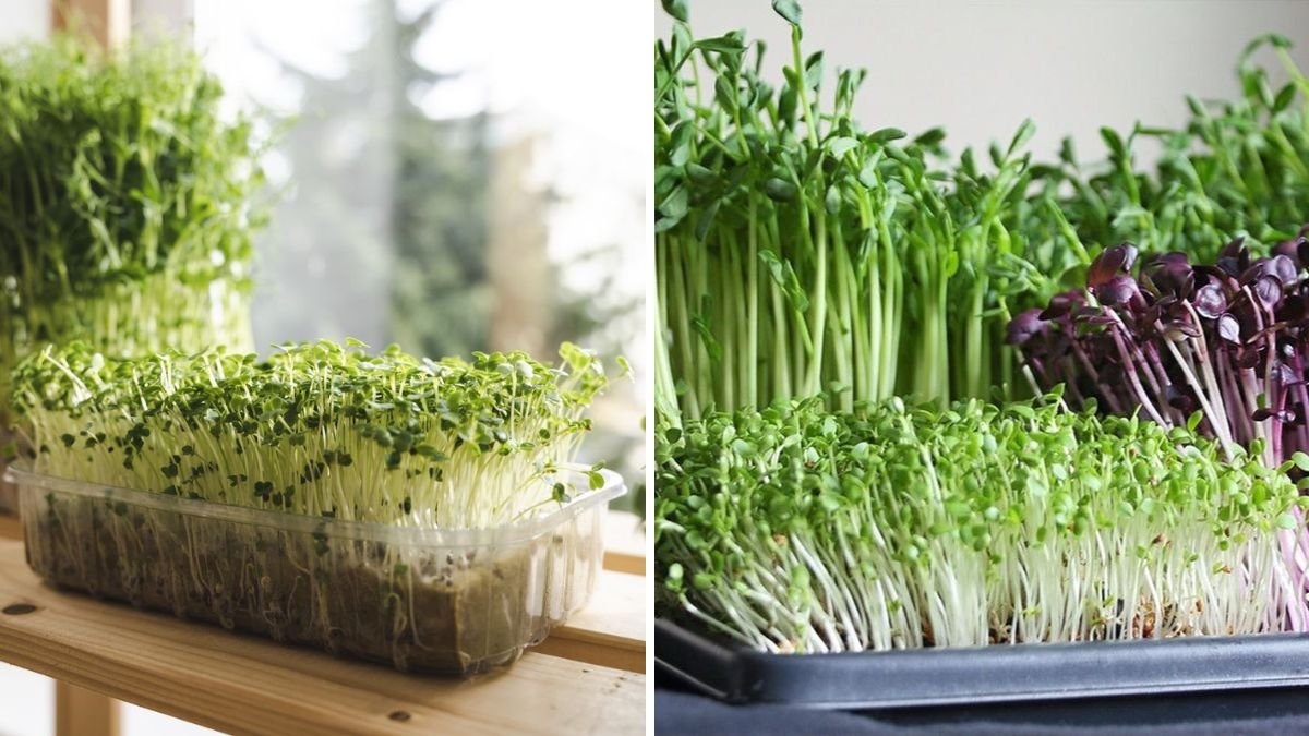 No Soil, No Problem: How to Grow Microgreens Super Easily Using Coconut