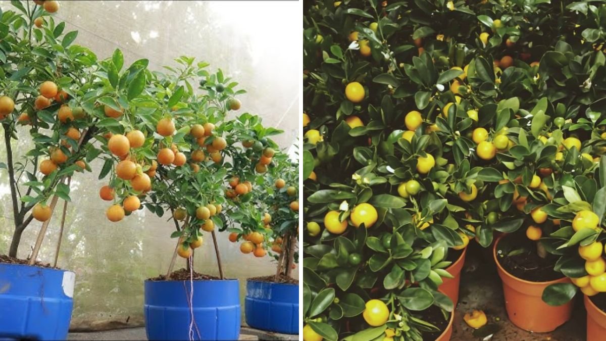 Grow Endless Kumquat & Lemon Trees at Home: The Simple Branch Propagation Method Anyone Can Do