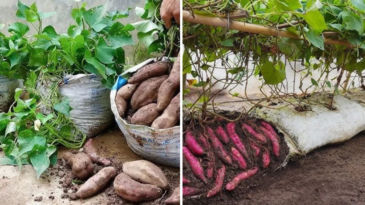 Hanging Sweet Potatoes? The Experimental Planting Trick That Produced Shocking Results!