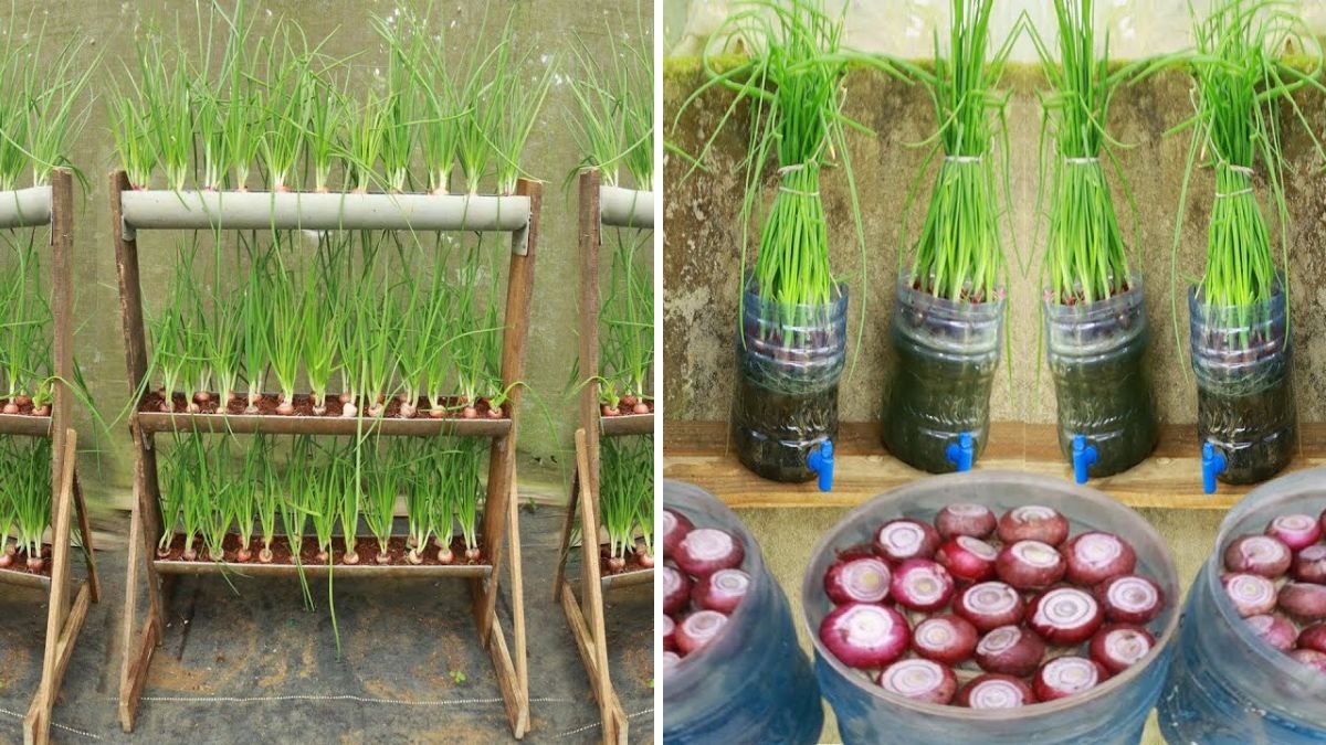 Effortless Green Onions at Home: Simple Tips Anyone Can Follow for Endless Harvests!