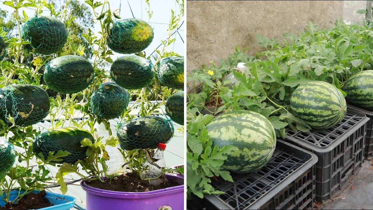 Big, Sweet Watermelons at Home: The Little-Known Secret for a Record-Breaking Harvest