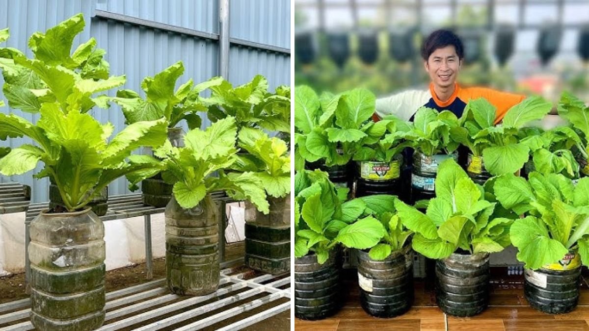 Milk and Coconut Coir: A Super Easy and Effective Way to Grow Healthy Plants