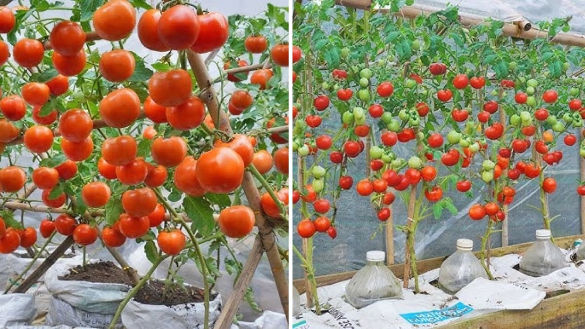 I Wish I Knew This Tomato-Growing Method Earlier — Massive, Juicy Harvest With Almost No Effort!
