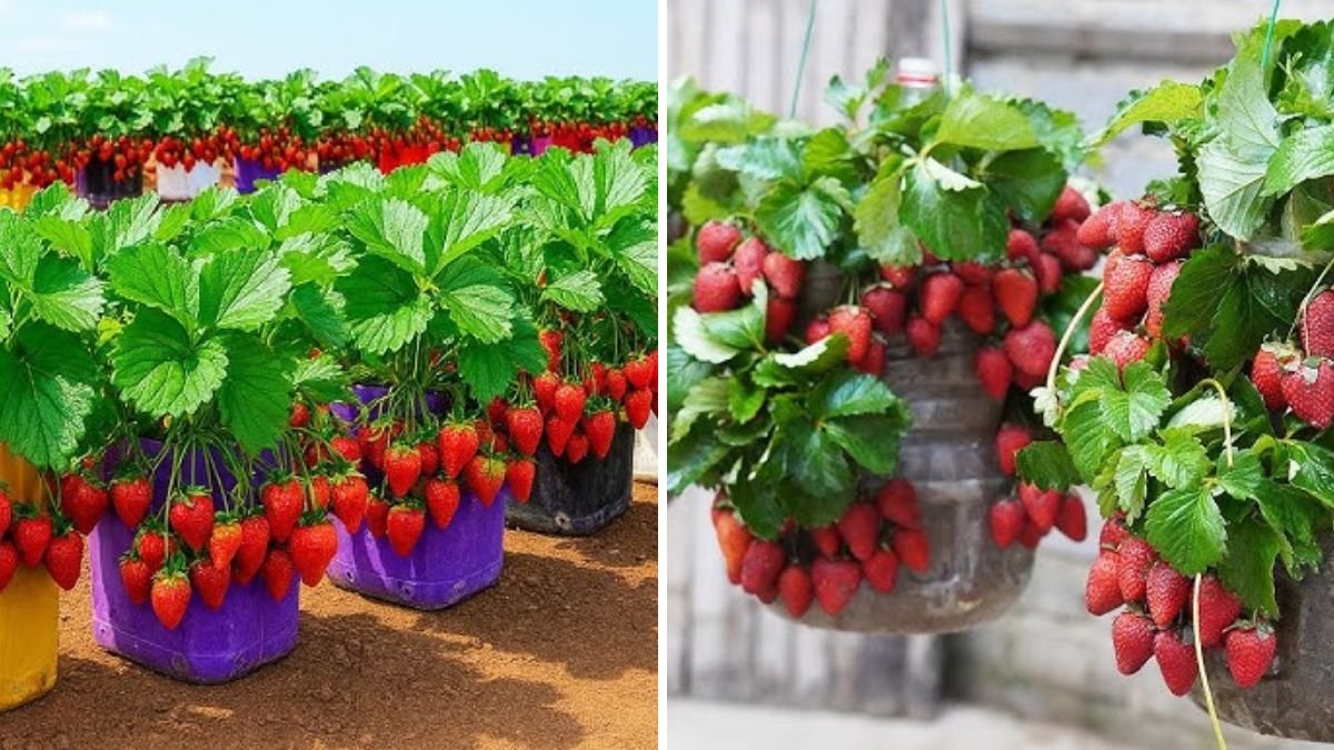 Turn Plastic Bottles Into a Strawberry Factory — The Surprising Method That Produces Sweet, Juicy Harvests!