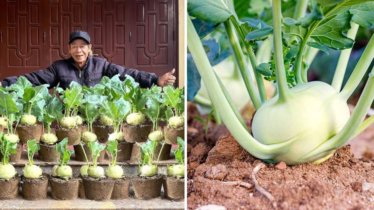 Don’t Throw Away Eggshells! How to Grow Kohlrabi the Easy and Sustainable Way