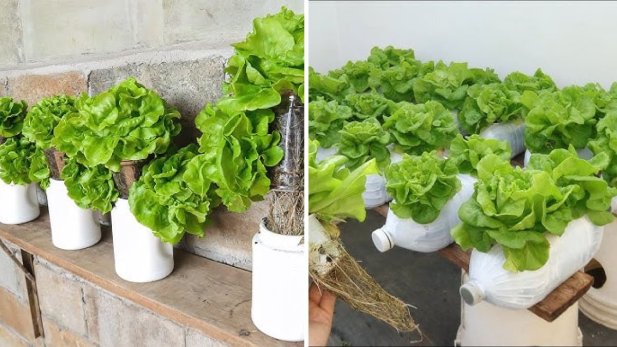 The Hanging Lettuce Garden That Waters Itself — Grow Crisp, Green Leaves With Zero Effort!