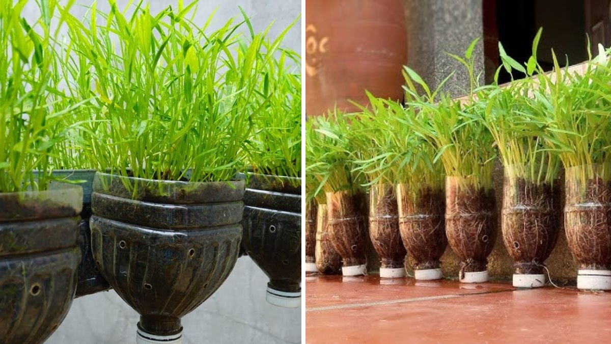 Beginner’s Magic: How to Turn Plastic Bottles Into a Thriving Vegetable Garden From Seeds!