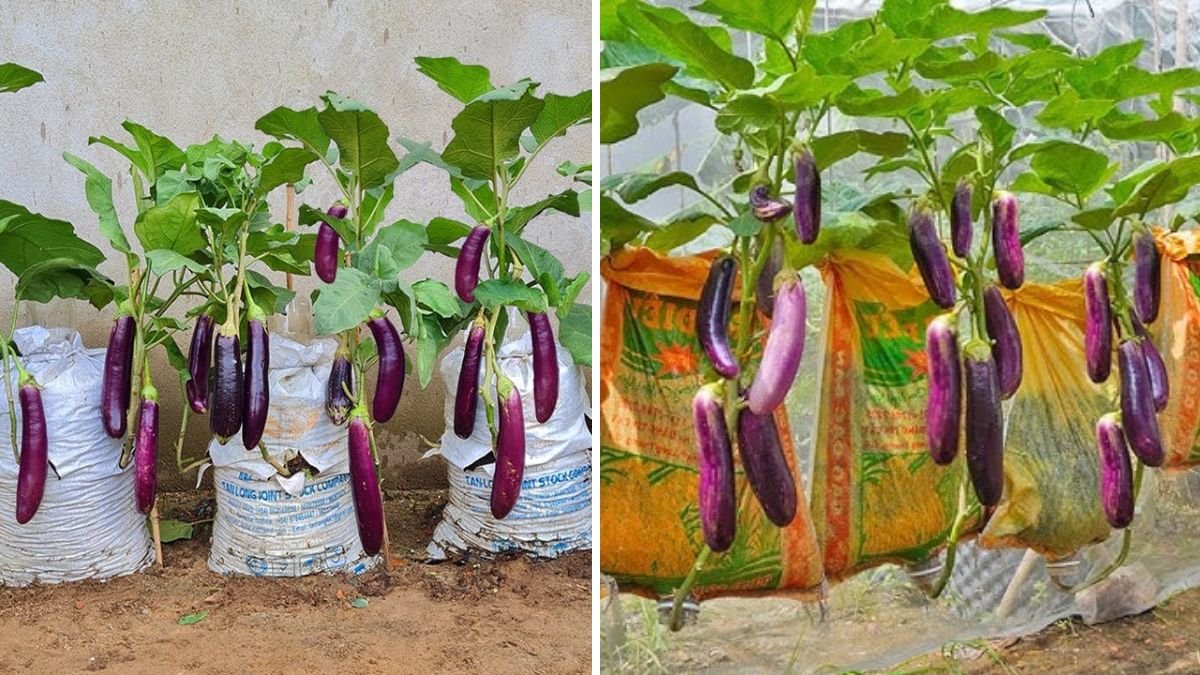 Grow Eggplants This Way and Watch Them Produce More Fruit Than You Ever Imagined!