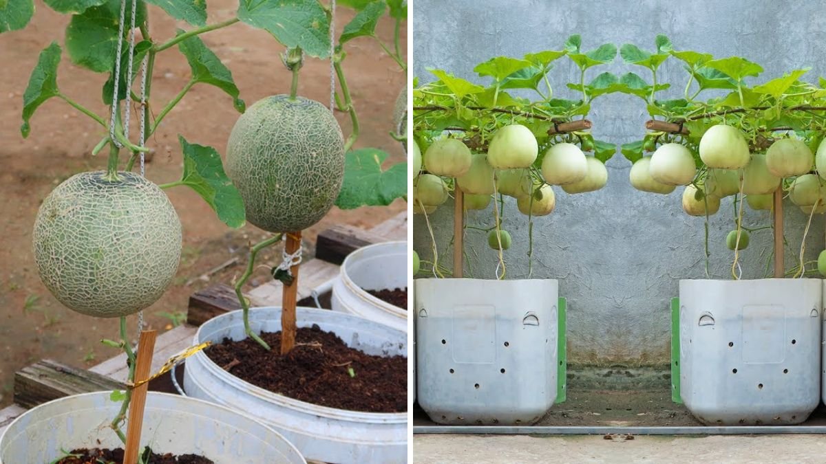 Beginner’s Magic: How to Grow Sweet, High-Yield Melons Easily in Plastic Containers!