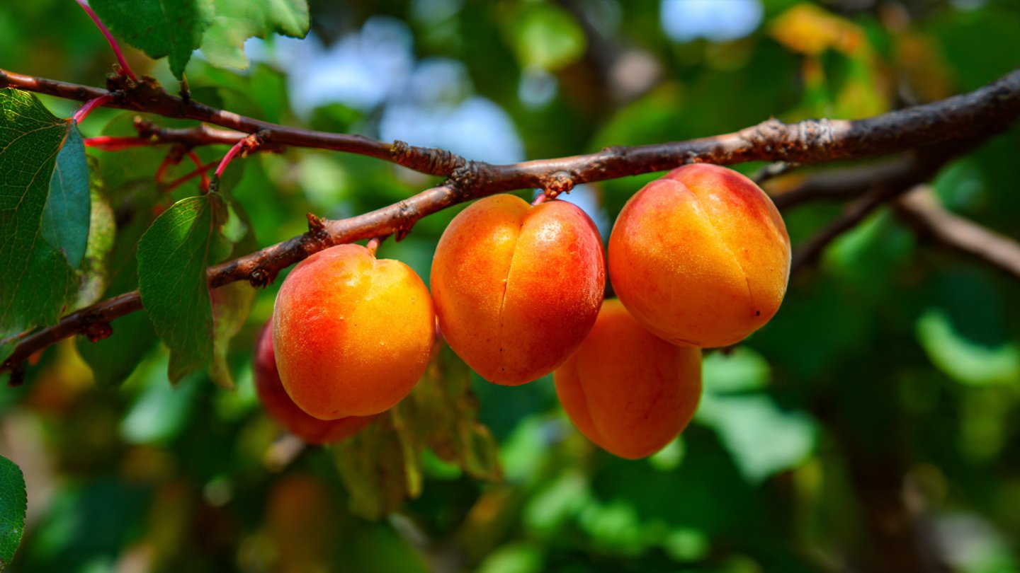 A Comprehensive Guide to Growing Hardy Apricot Trees Without the Need for a Greenhouse in Your Backyard