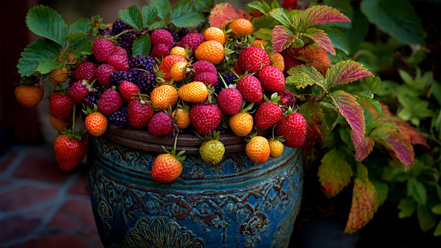 The Ultimate Guide to Creating a Vibrant Mixed Berry Container Garden