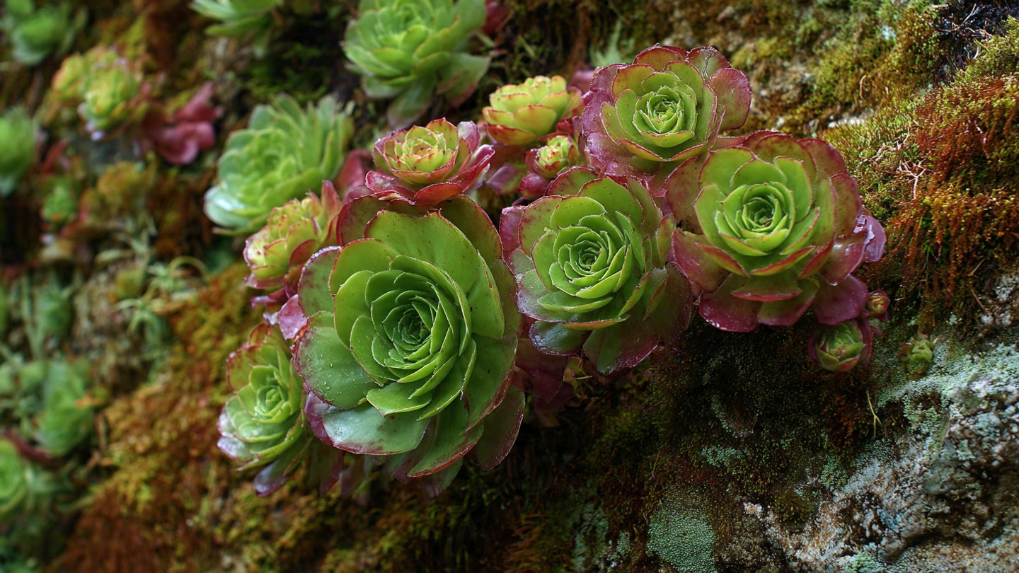 Easy Guide to Cultivating Beautiful Aeonium Rosettes Outdoors with Minimal Effort
