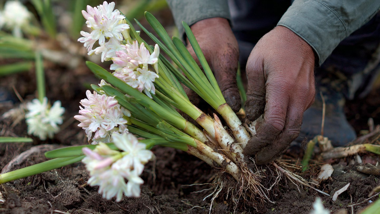 Best Practices for Efficiently Multiplying Tuberose Bulbs at Home