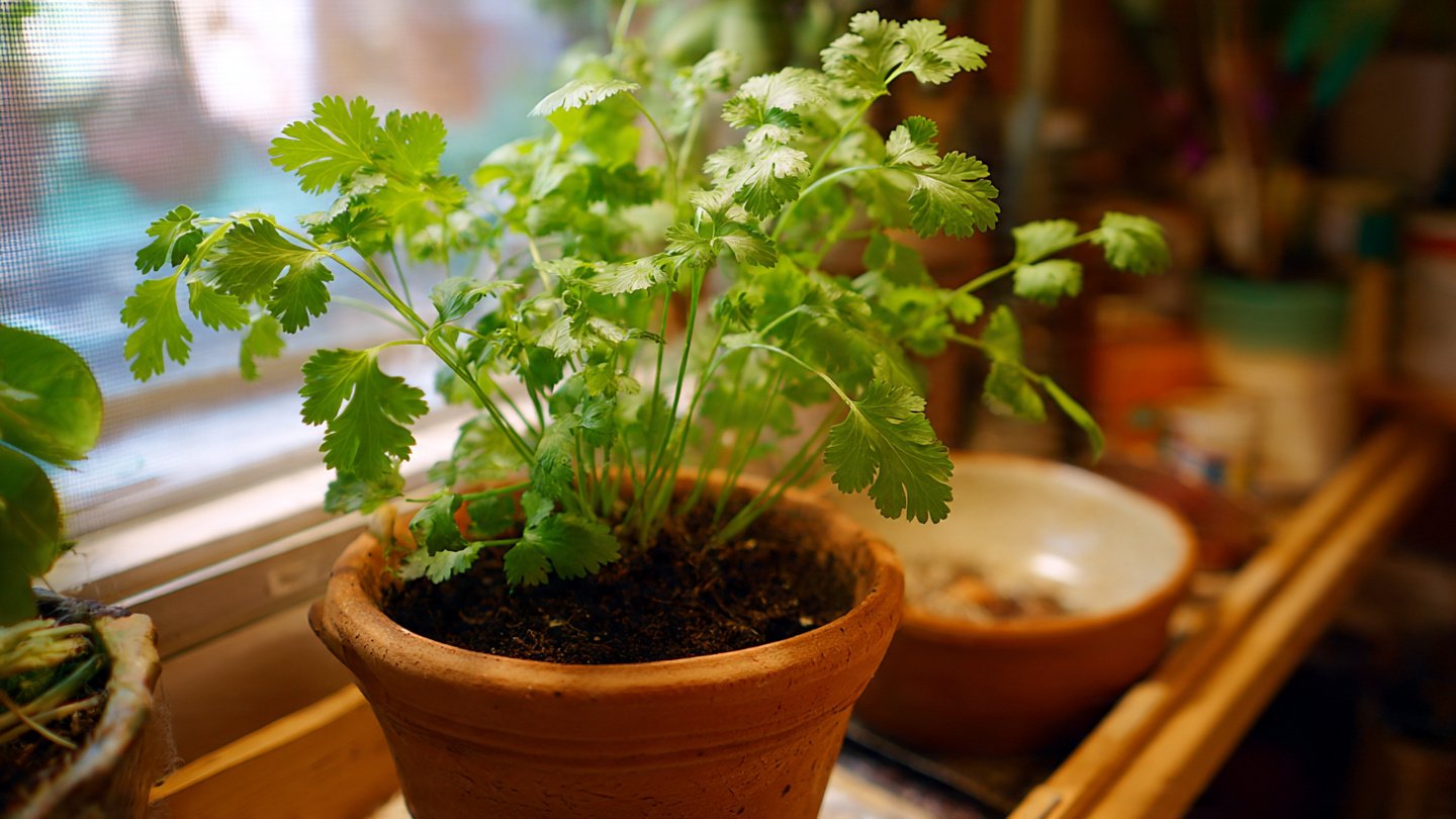 A Comprehensive Guide to Effortlessly Cultivating Coriander Indoors in Simple Steps