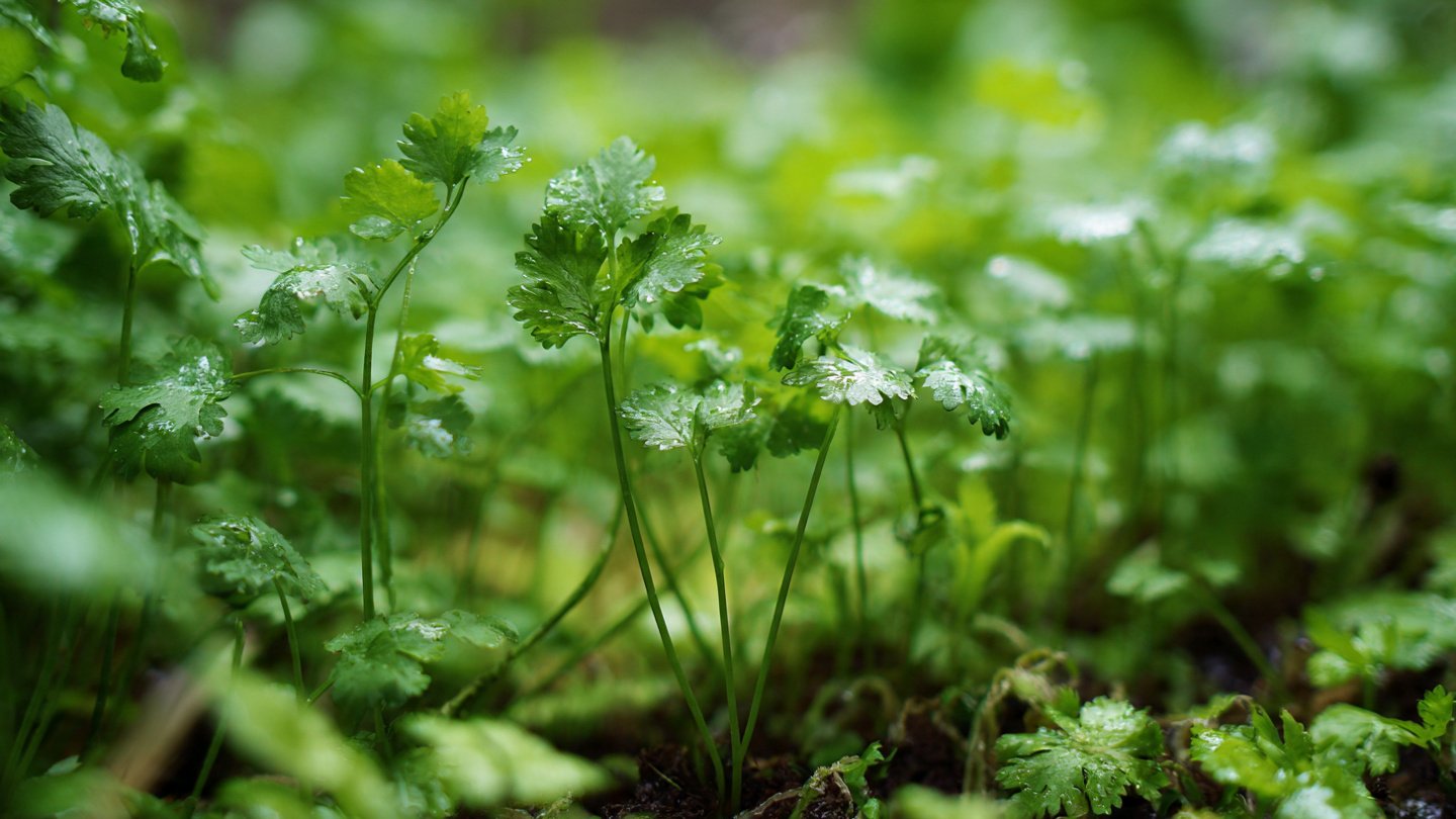 Best Strategies for Achieving Rapid Germination of Coriander Seeds for a Thriving Herb Garden