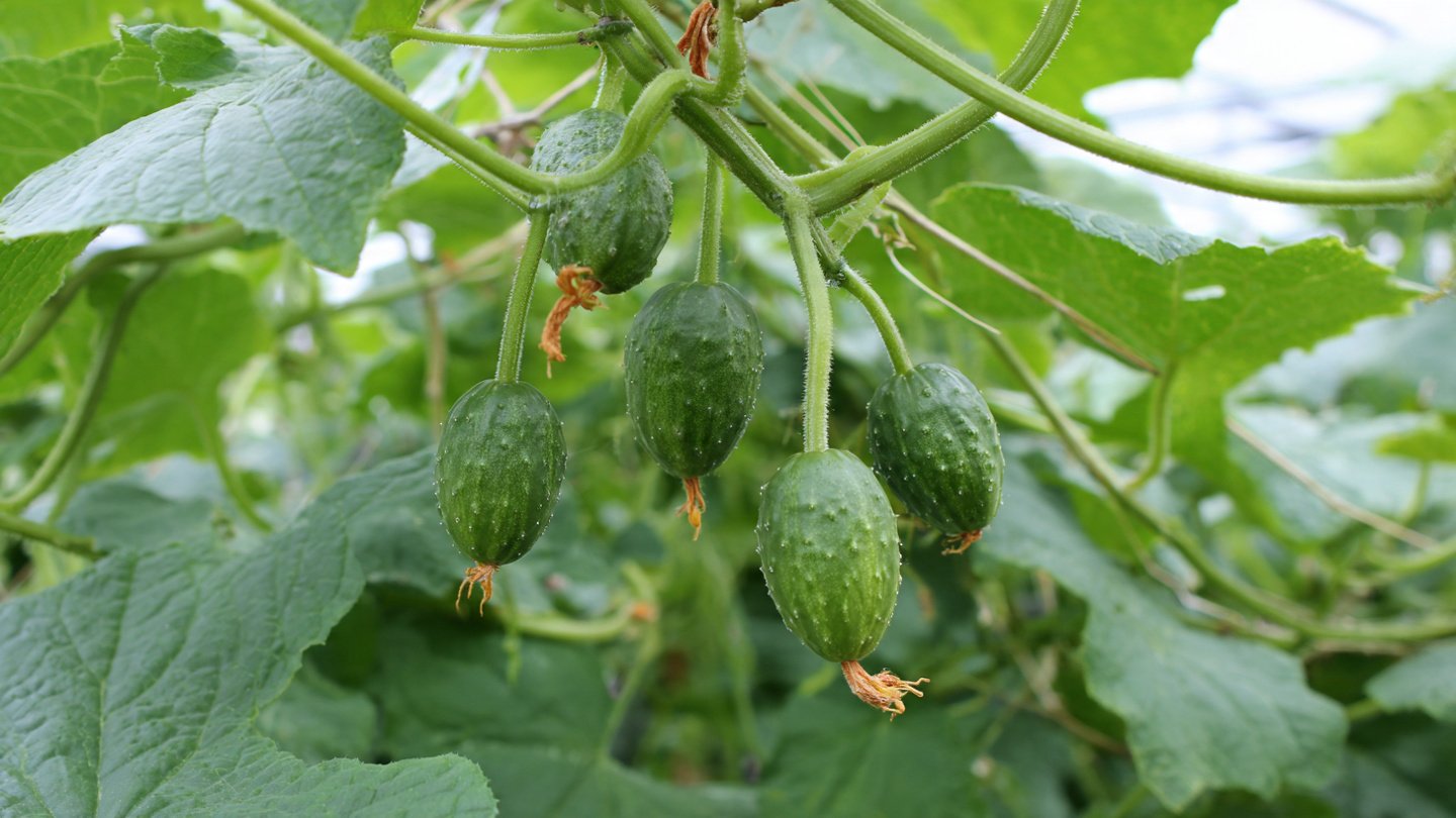 Discover the Simple Method to Grow Cucumber Plants Free from Bitter Flavor