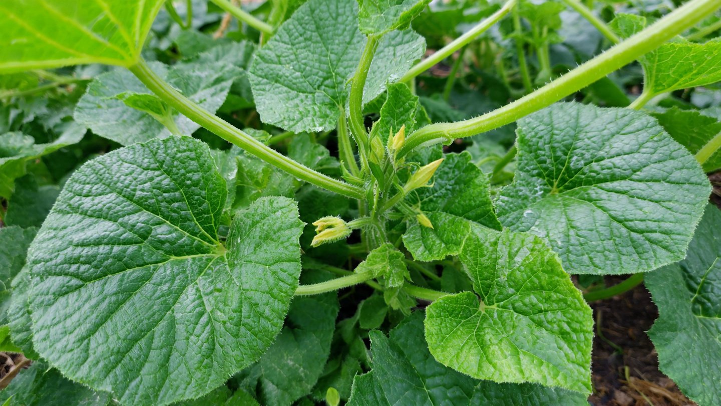 Discover the Simple Method to Grow Cucumber Plants Free from Bitter Flavor