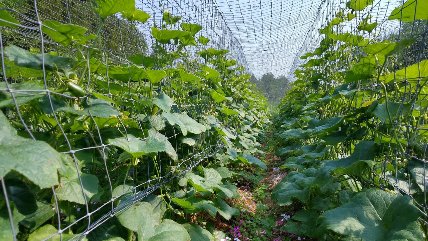 Effective Techniques for Training Cucumber Vines on a Net for Maximum Yield